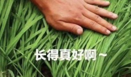 成都割韭菜爆料案件最新,揭秘网络诈骗背后的黑色产业链
